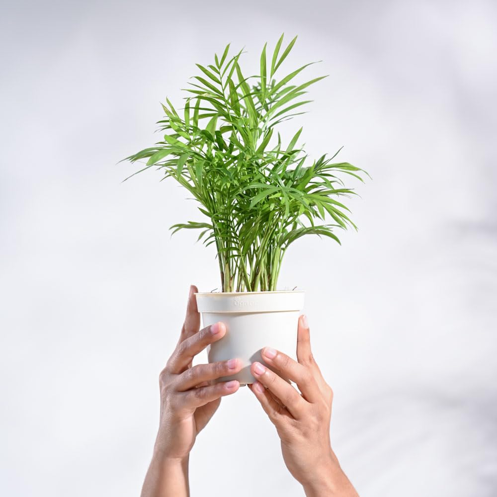 Ugaoo Air Purifying Bamboo Palm Live Plant With Grow Pot 5