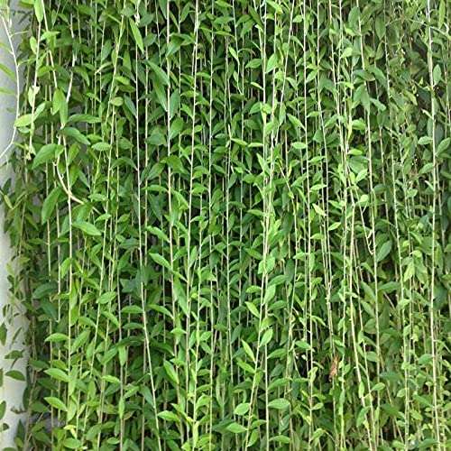 Green Paradise Curtain Creeper parda vel Vernonia elaegnifolia Live Plant (in polybag) 1