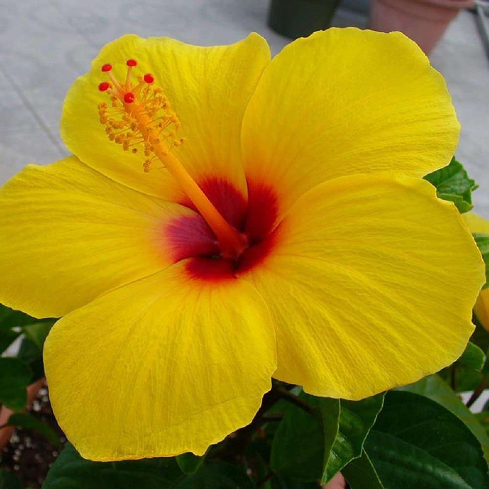 Gurveplantationi® - Hibiscus Gudhal Flower Plant Live with Beautiful Plastic Pot. (Hibiscus Flower Plants, Yellow) 4