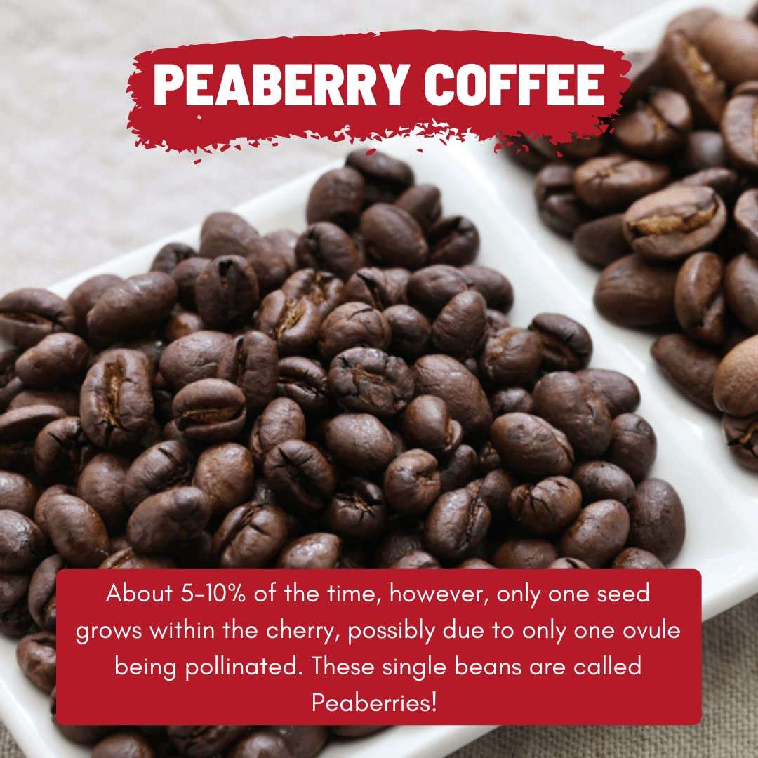 Toffee Coffee Roasters | Peaberry Coffee | Single Origin Coffee | 100% Arabica | Medium Roast | Coffee Notes: Sweet with Delicious Aftertaste | Grind: Cold Brew| Freshly Roasted | 500 gms 5