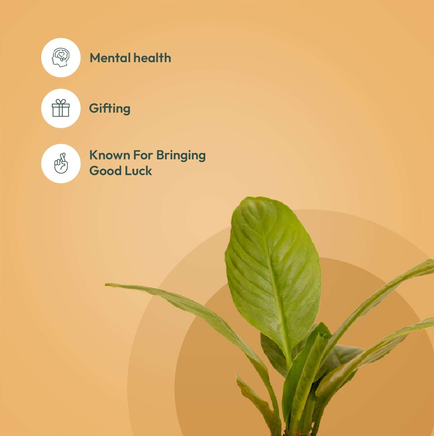 KYARI Peace Lily-Spider Combo of 2 Indoor Plants for Living Room | Live Plants | Plants with Black Pot for Home Air purifier plants | Plants for Home Decor | Plants for garden 3