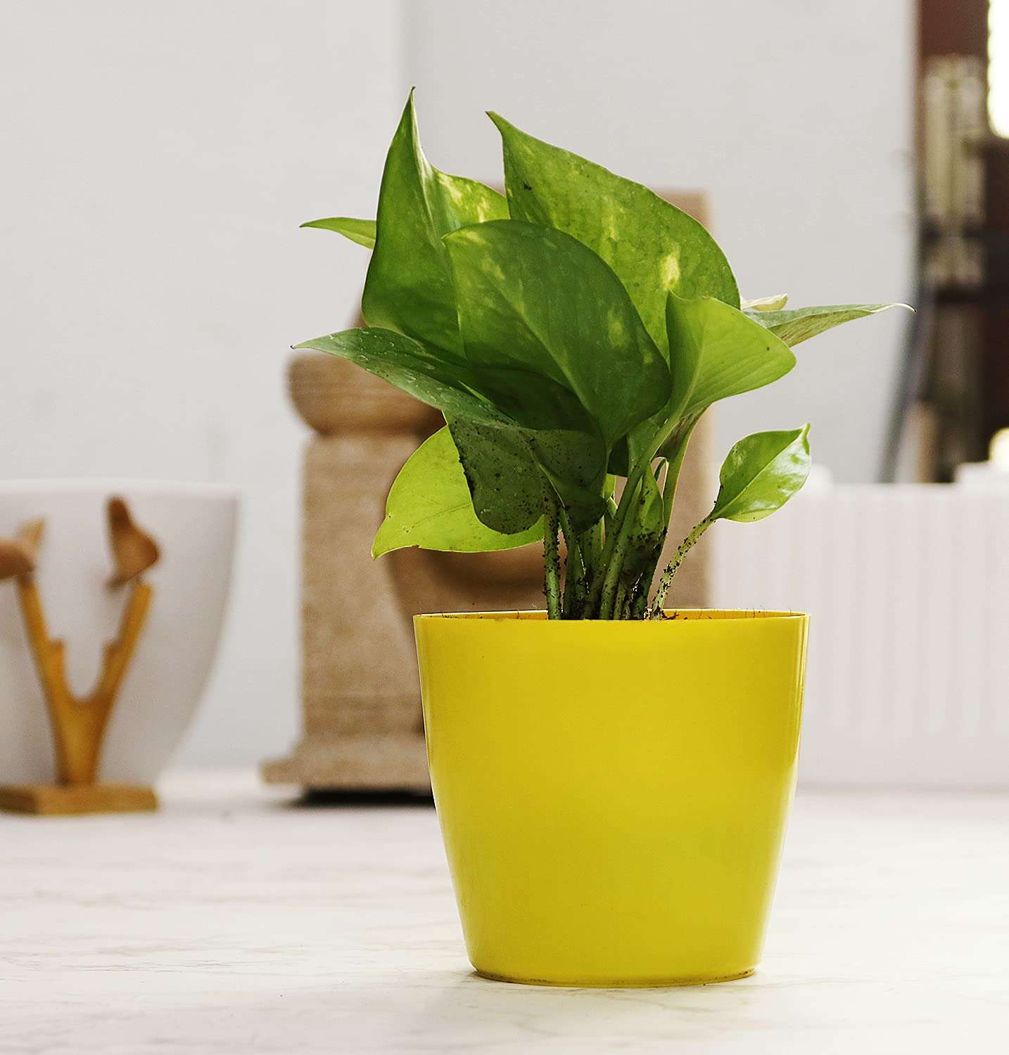 Leafy Tales Set of 8 Air Purifying Plants Combo- Areca Palm, Sansevieria Green, Golden, Green & White Money Plant, Plant, ZZ Plant, Jade and Dwarf Syngonium, Yellow Plastic Pot 5