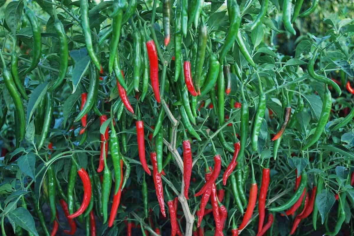 The Entacloo_™ F1 Hybrid Green Chilli Pepper Seeds " Arka Khyati " High Yield Disease Resistant Variety_Y1476(40per packet) 1