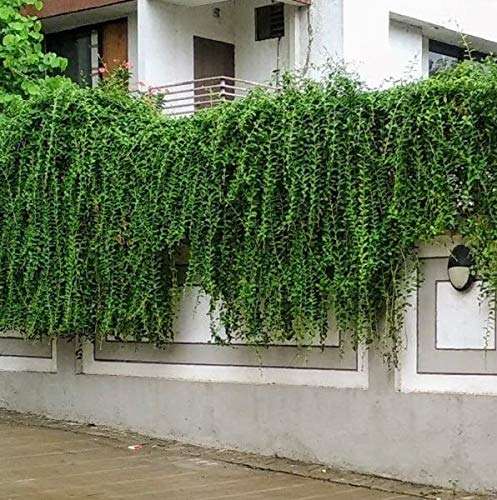 Green Paradise Curtain Creeper parda vel Vernonia elaegnifolia Live Plant (in polybag) 3