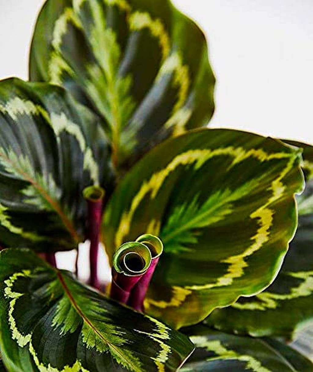 OhhSome Indoor Plant Office Calathea Roseopicta Medallion Plants Feng Shui Shade Loving Potting G Mix For Gift 4