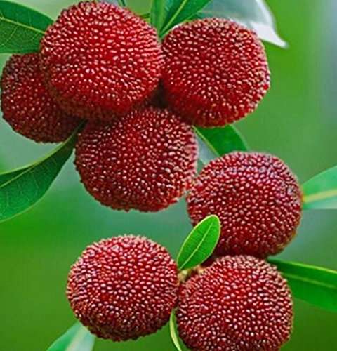 Nema Myrica Gale Fruit Seeds - 10 Pcs 2