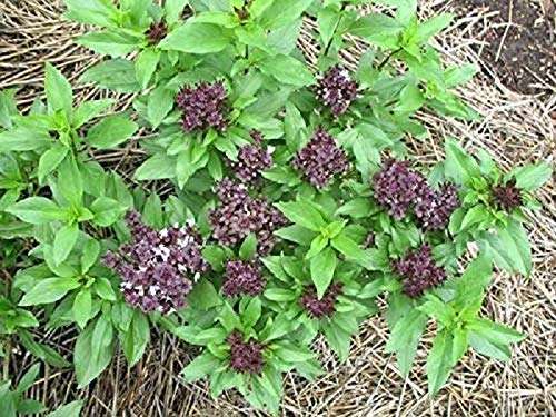 Vibex-™ VXI-783-Home Gardening Planting Herb Seeds Thai Basil 1