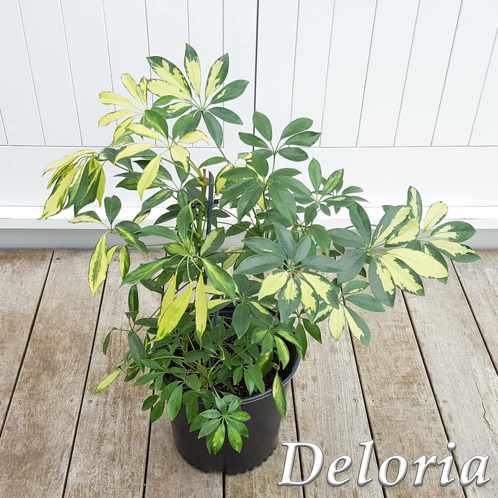 Delorea live Sheffera plant, Beautiful indoor plant for glowing decor look around garden and indoor 5