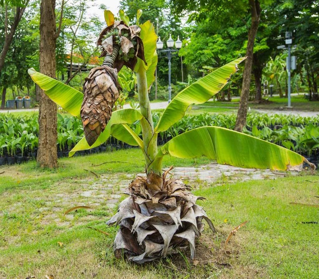 OhhSome Kalluvazha (Ensete Superbum) Fruit Plant Exotic Live (Healthy Live Plant) 2