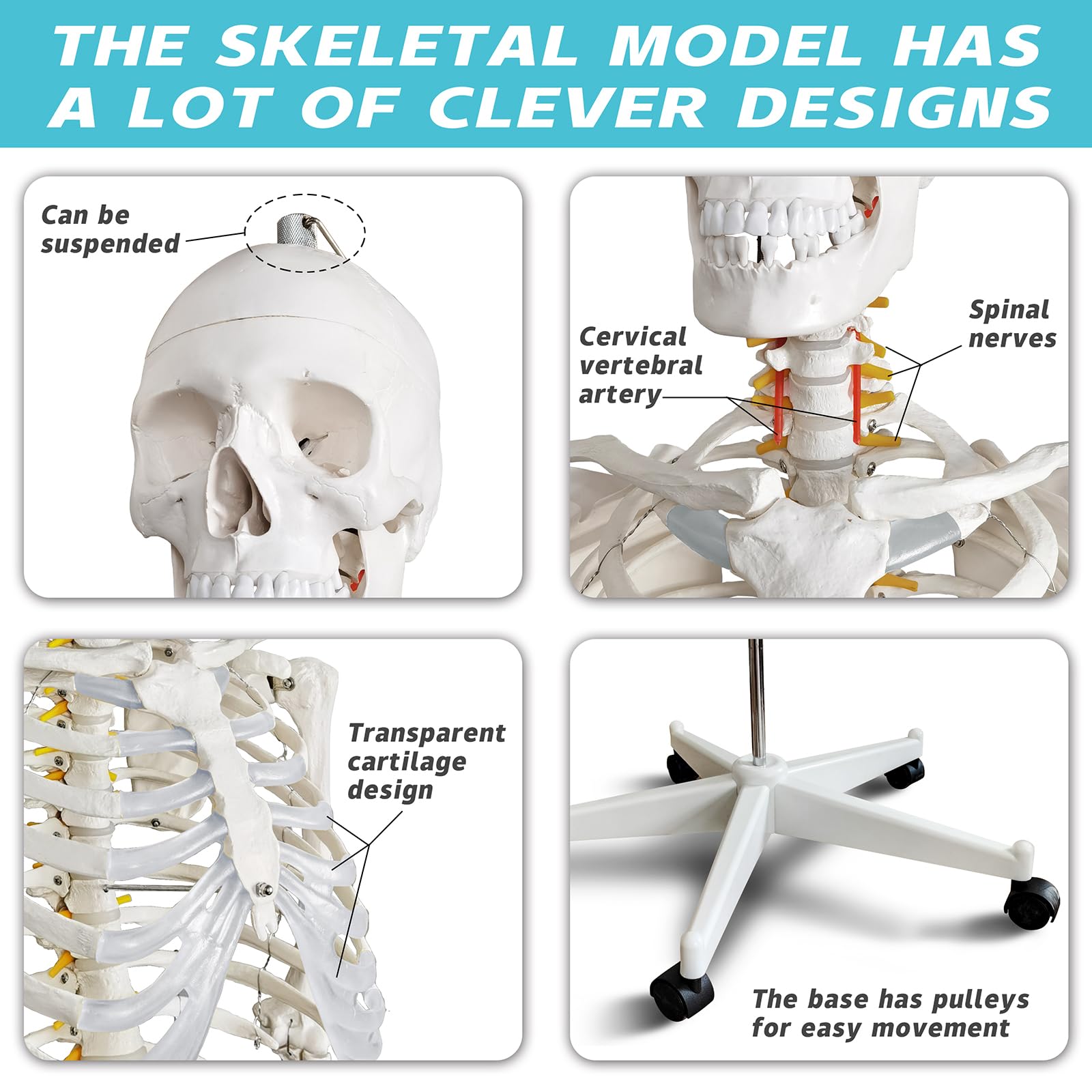 HADWYN Life Size Human Skeleton Model for Anatomy- Medical Human Skeleton Model with Nervous System 70.8 in with Rolling Stand for Medical Study and Display 3 Posters 6