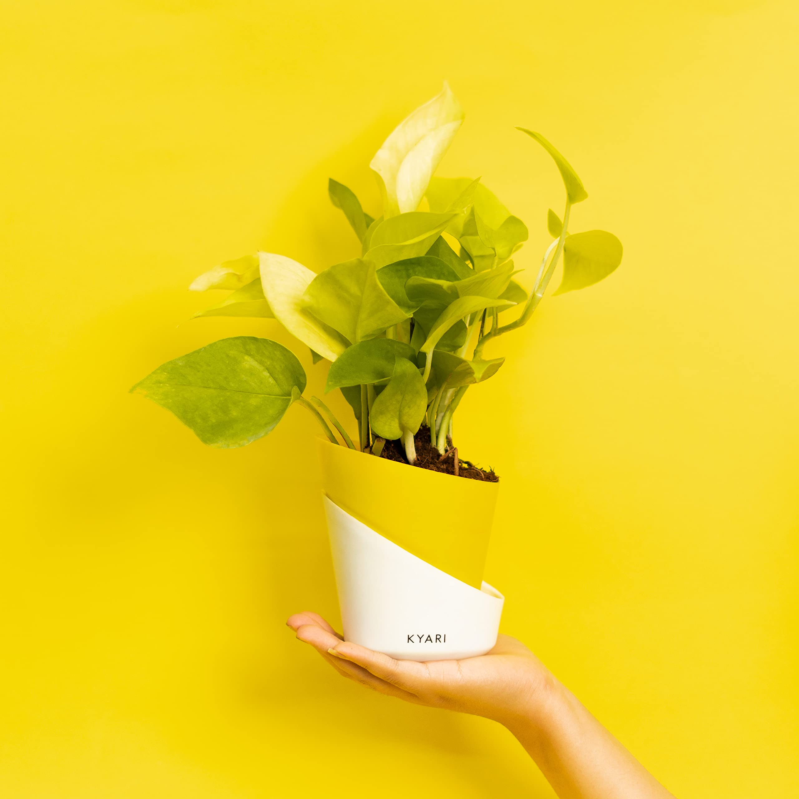 KYARI Golden Money Indoor Plants for Living Room | Live Plants | Plants with Lemon Yellow Self Watering Pot for Home | Air purifier plants | Plants for Home Decor | Plants for Garden & bedroom