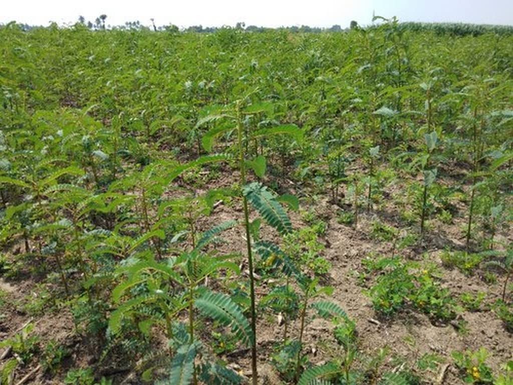 Creative Farmer Agathi Cheera Plant (Sesbania Grandiflora) Out Door Plants Healthy Live (Healthy Live Plant) 5