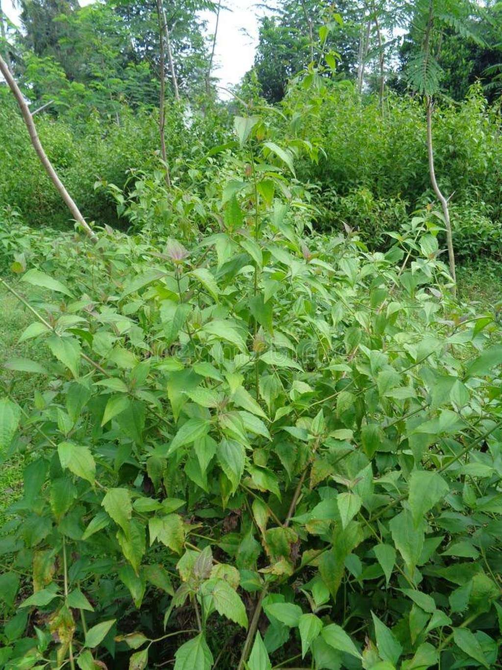 Creative Farmer Communist Pacha (Chromolaena Odorata) Siam Weed Out Door Plants Medicinal (Healthy Live Plant) 4