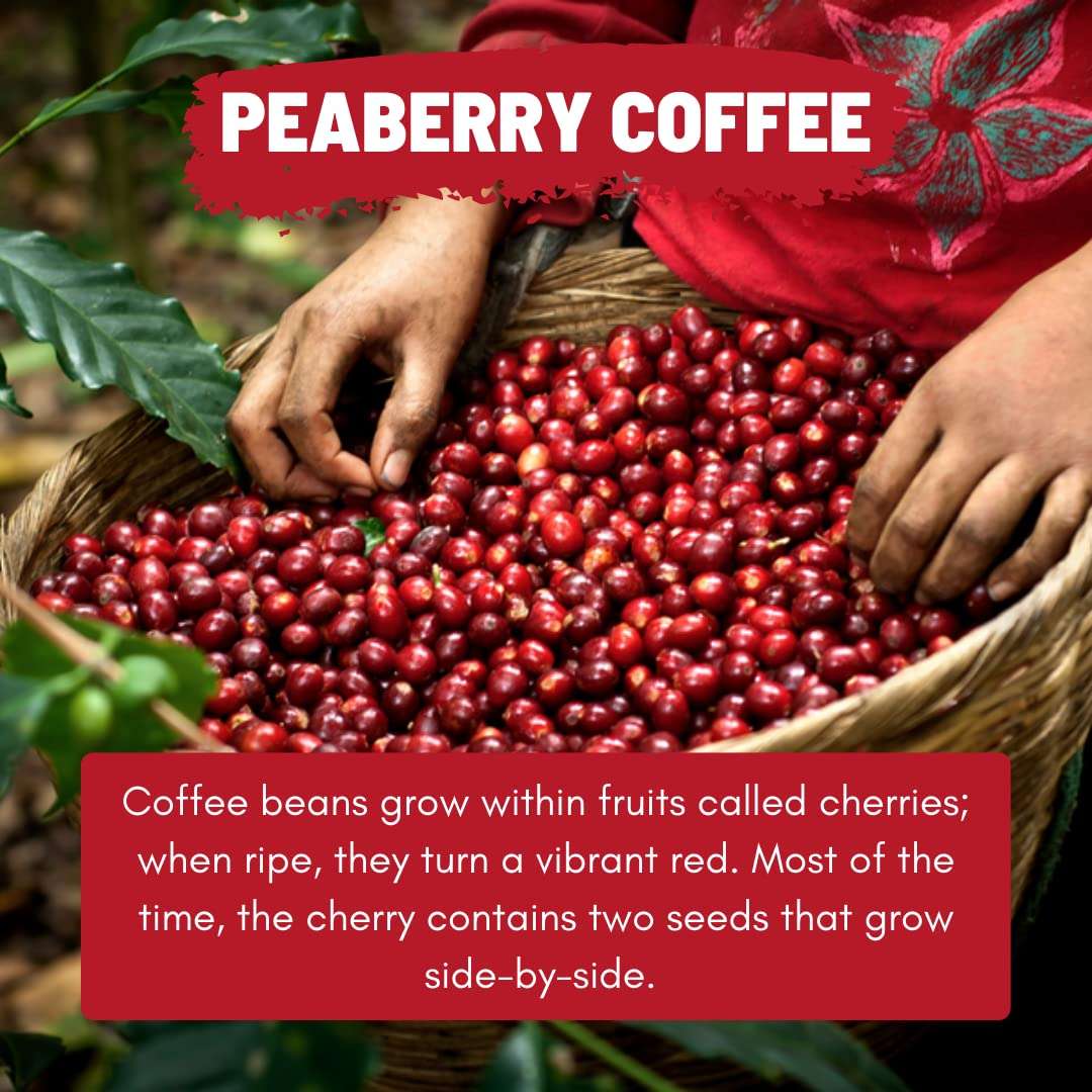 Toffee Coffee Roasters | Peaberry Coffee | Single Origin Coffee | 100% Arabica | Medium Roast | Coffee Notes: Sweet with Delicious Aftertaste | Grind: Cold Brew| Freshly Roasted | 500 gms 4