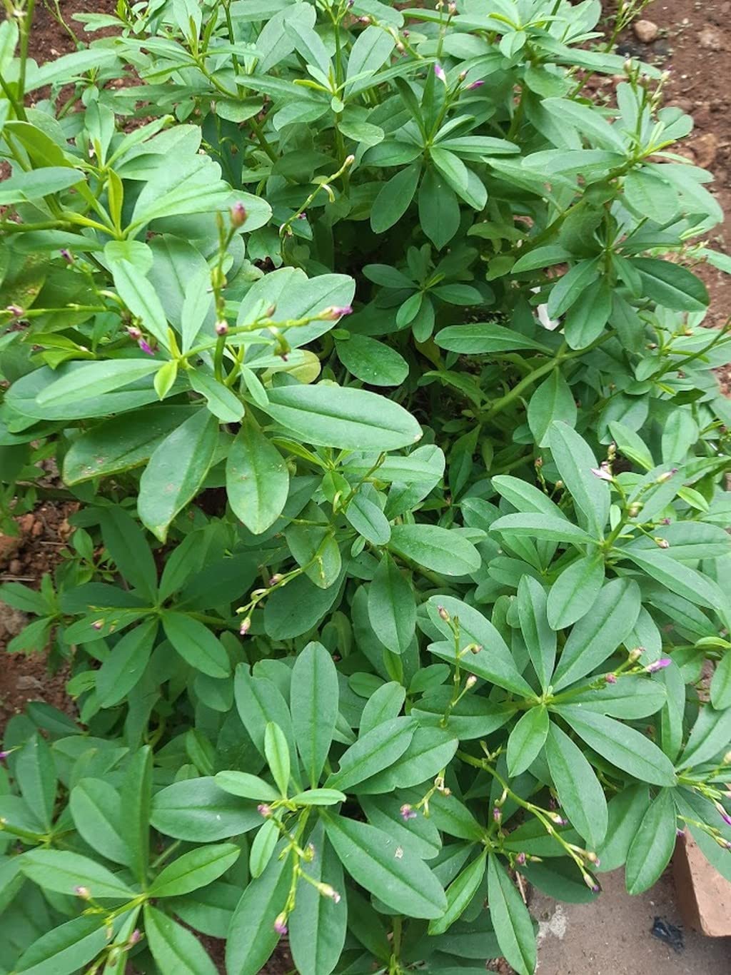 OhhSome Sambar Cheera Parippu Cheera Leaves For Culinary Dishes (Healthy Live Plant) 3