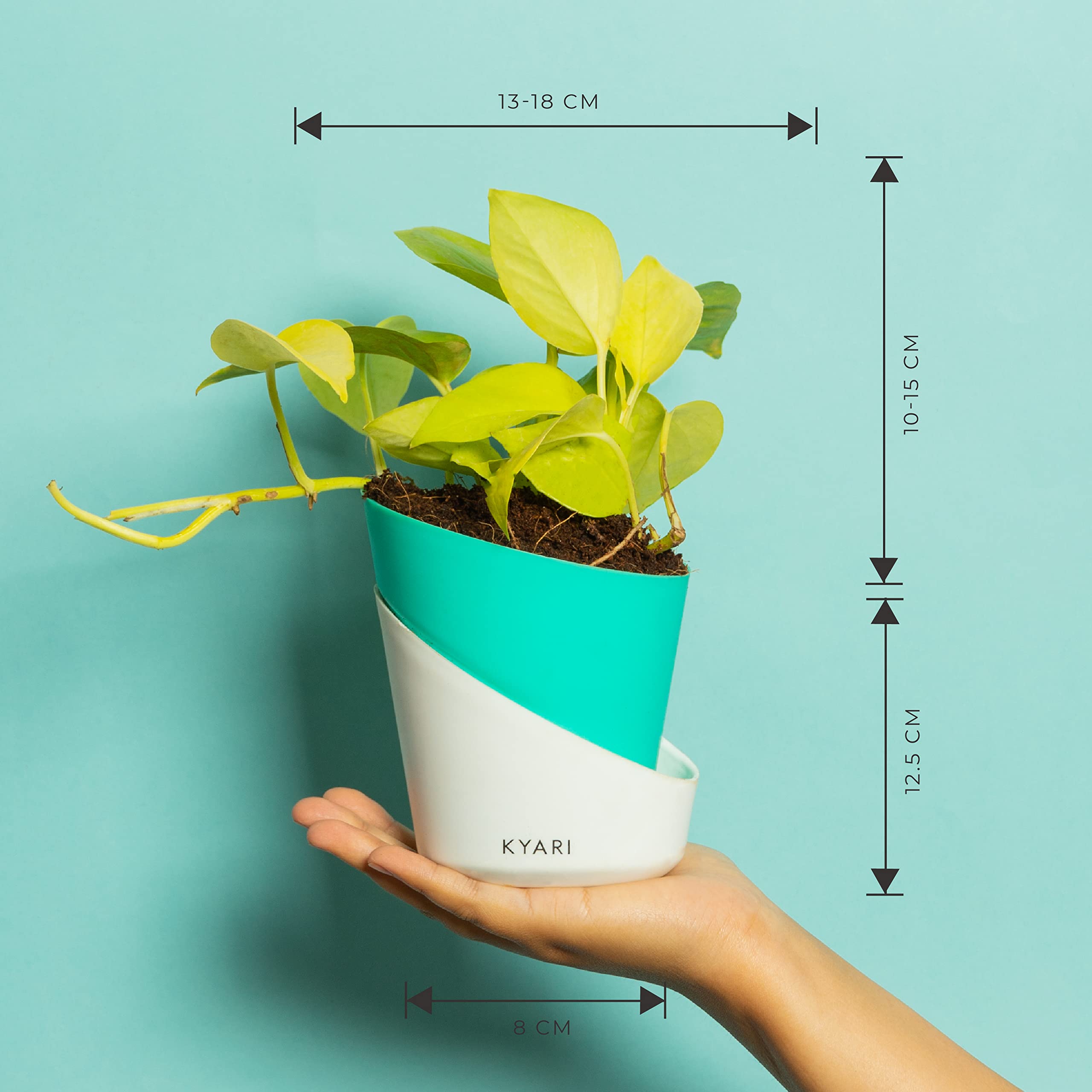 KYARI Golden Money Indoor Plants for Living Room | Live Plants | Plants with Turkish Green Self Watering Pot for Home | Air purifier plants | Plants for Home Decor | Plants for Garden & bedroom 6