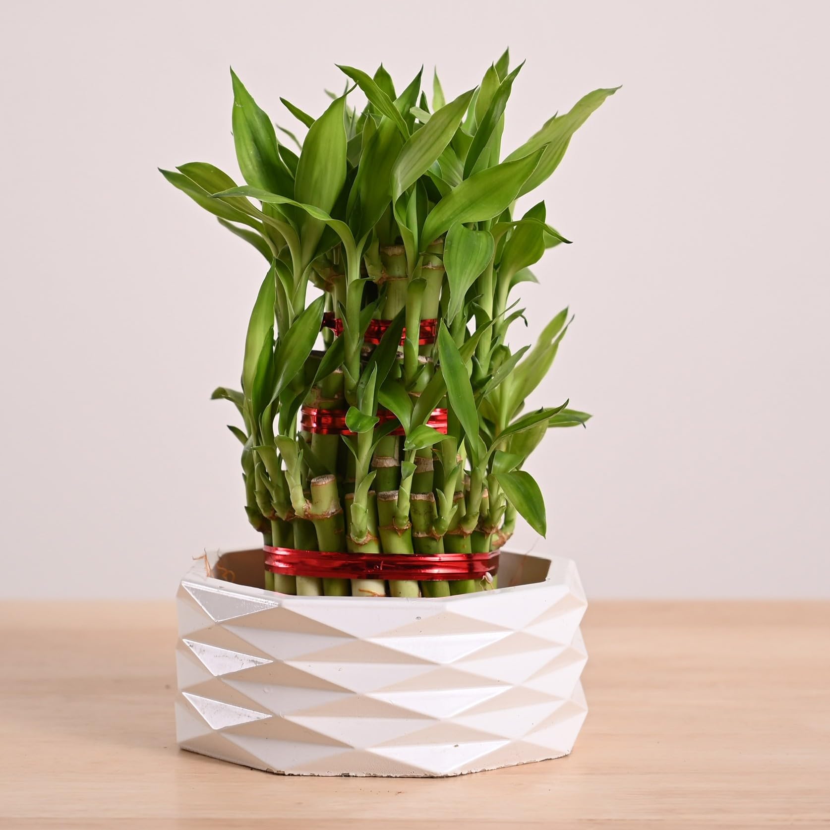 UGAOO Lucky Bamboo 3 Layer Plant with Criss Premium Ceramic Planter