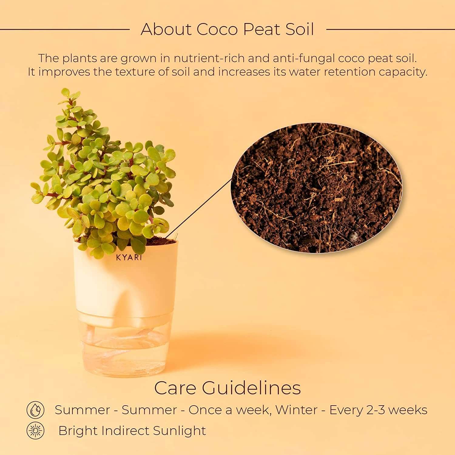 KYARI Jade Plant & Green Money Combo of 2 Indoor Plants for Living Room | Live Plants | Plants for Home Decor | Plants with Cream Pot for Home Air purifier plants | Live Plants 5