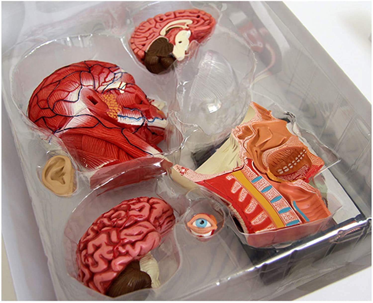Models Human with Brain Anatomy Model - Anatomy Model Cross-Sectional Model - 14 Detachable Parts Human Brain Anatomy Model Human Organ Anatomical Model Skeleton Model 6