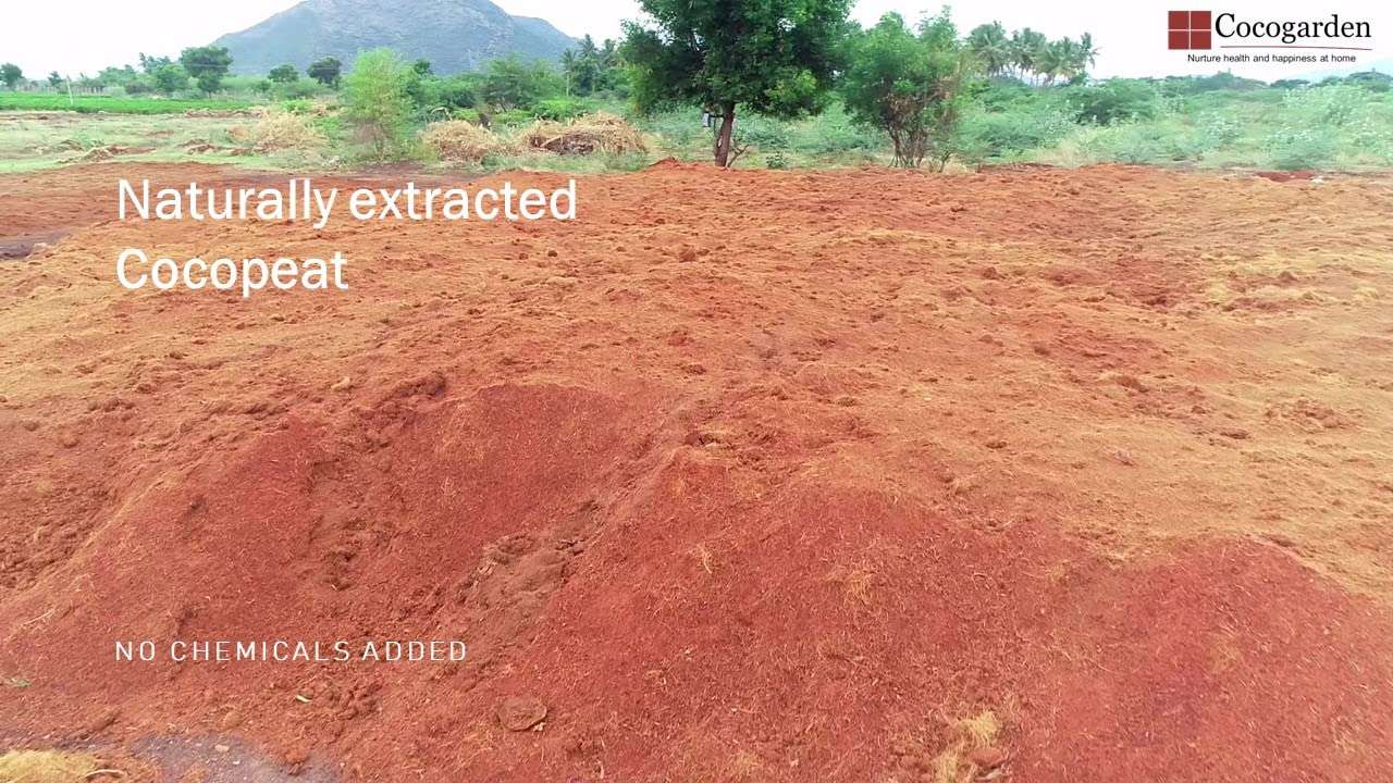 Cocogarden Cocopeat for Plants Block Coco Peat Powder (Expands to 100 Kg) - 4 Qty 2