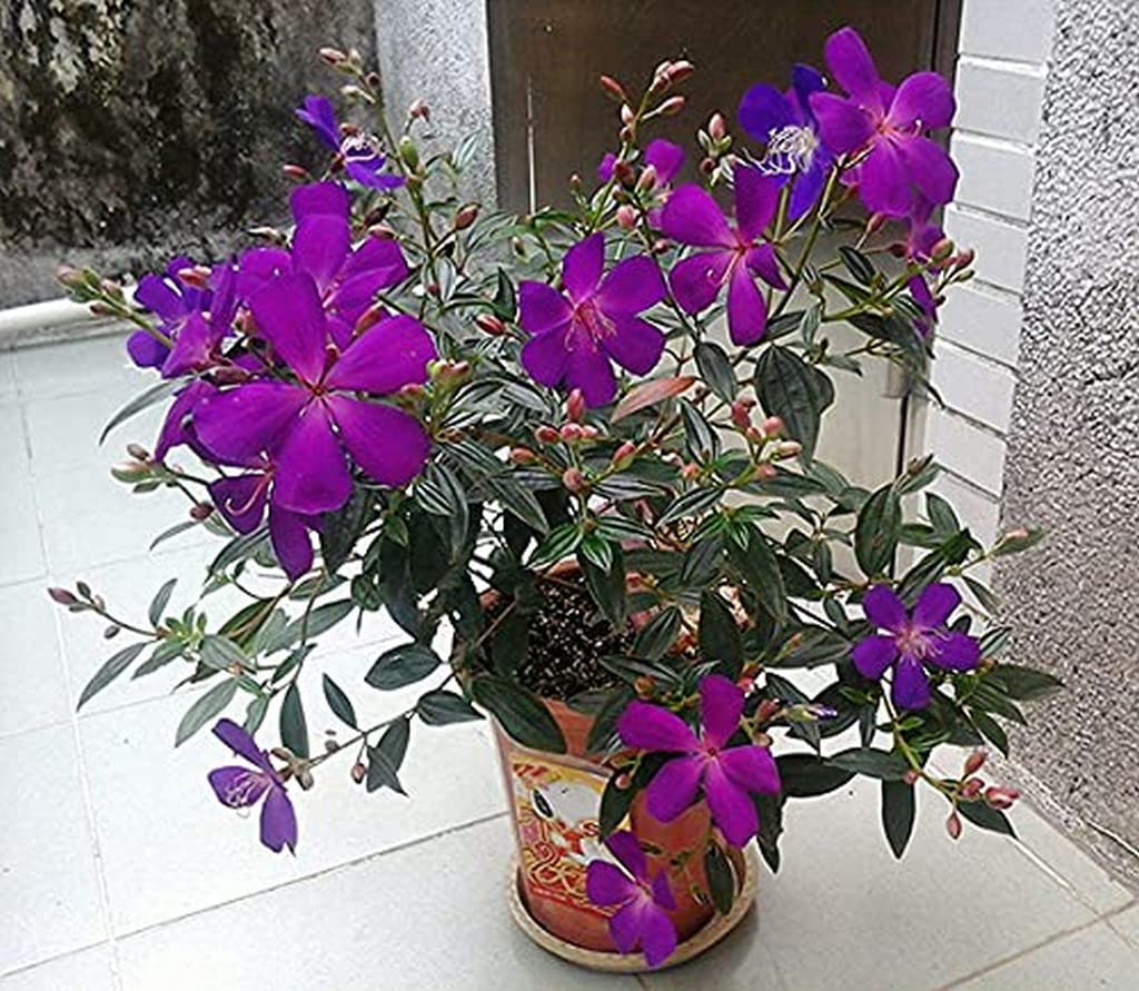 OhhSome Melastoma Plant Malabathricum - Flowering Shrubs Garden Live Nursery Indoor Outdoor Living Plants (Healthy Plant) 2