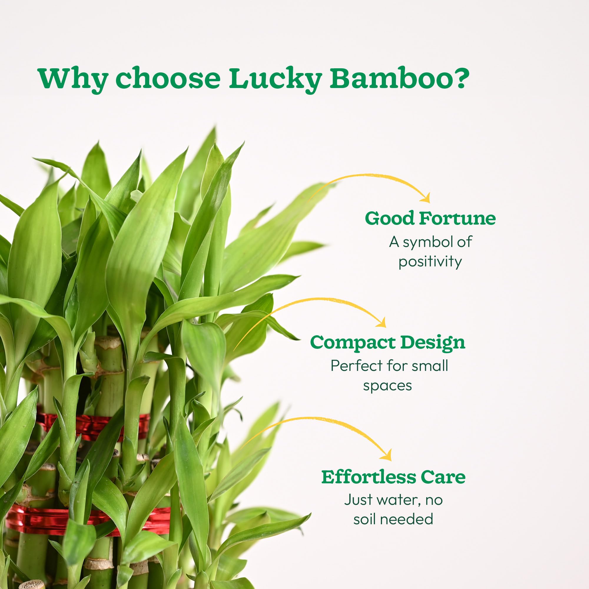UGAOO Lucky Bamboo 3 Layer Plant with Criss Premium Ceramic Planter 5