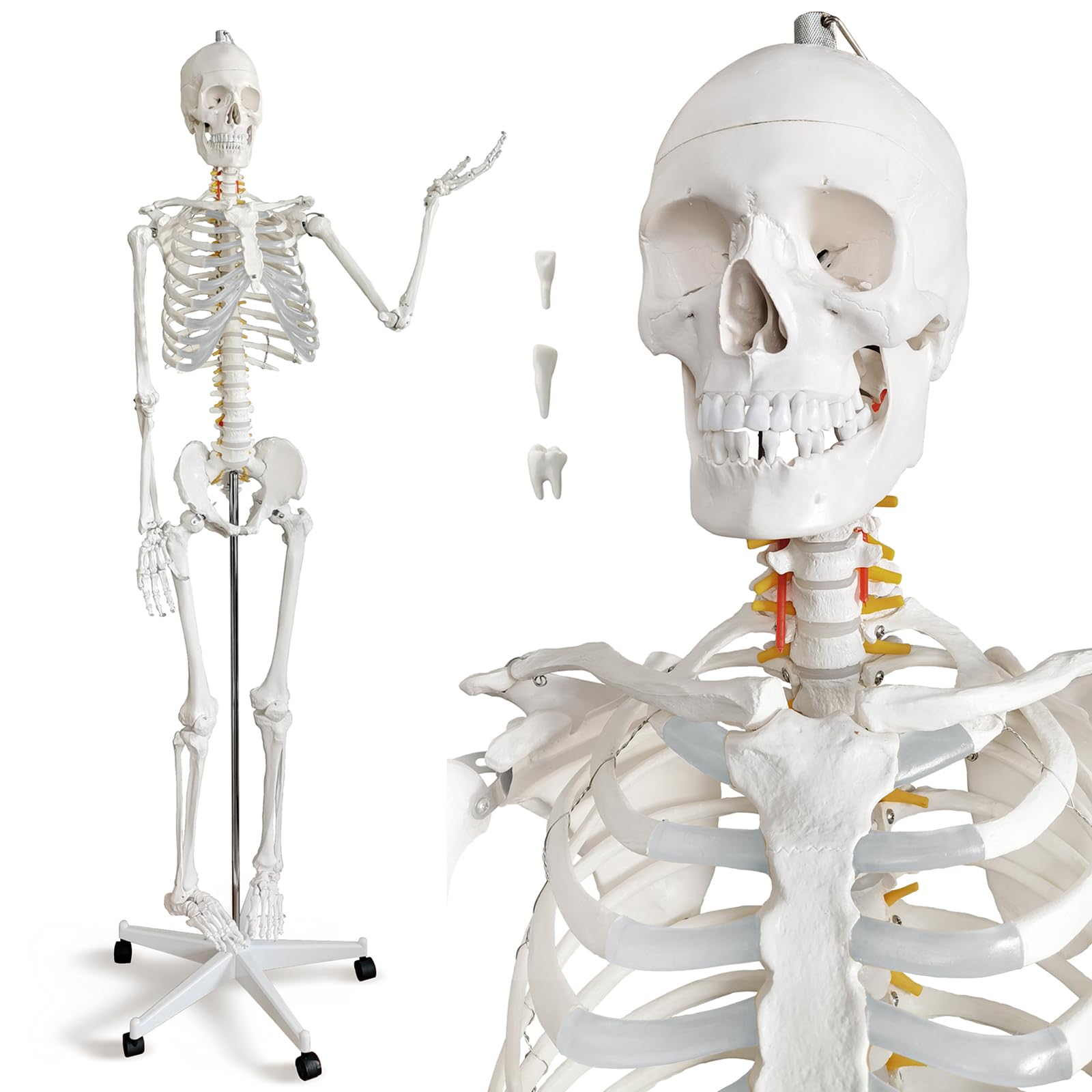 HADWYN Life Size Human Skeleton Model for Anatomy- Medical Human Skeleton Model with Nervous System 70.8 in with Rolling Stand for Medical Study and Display 3 Posters