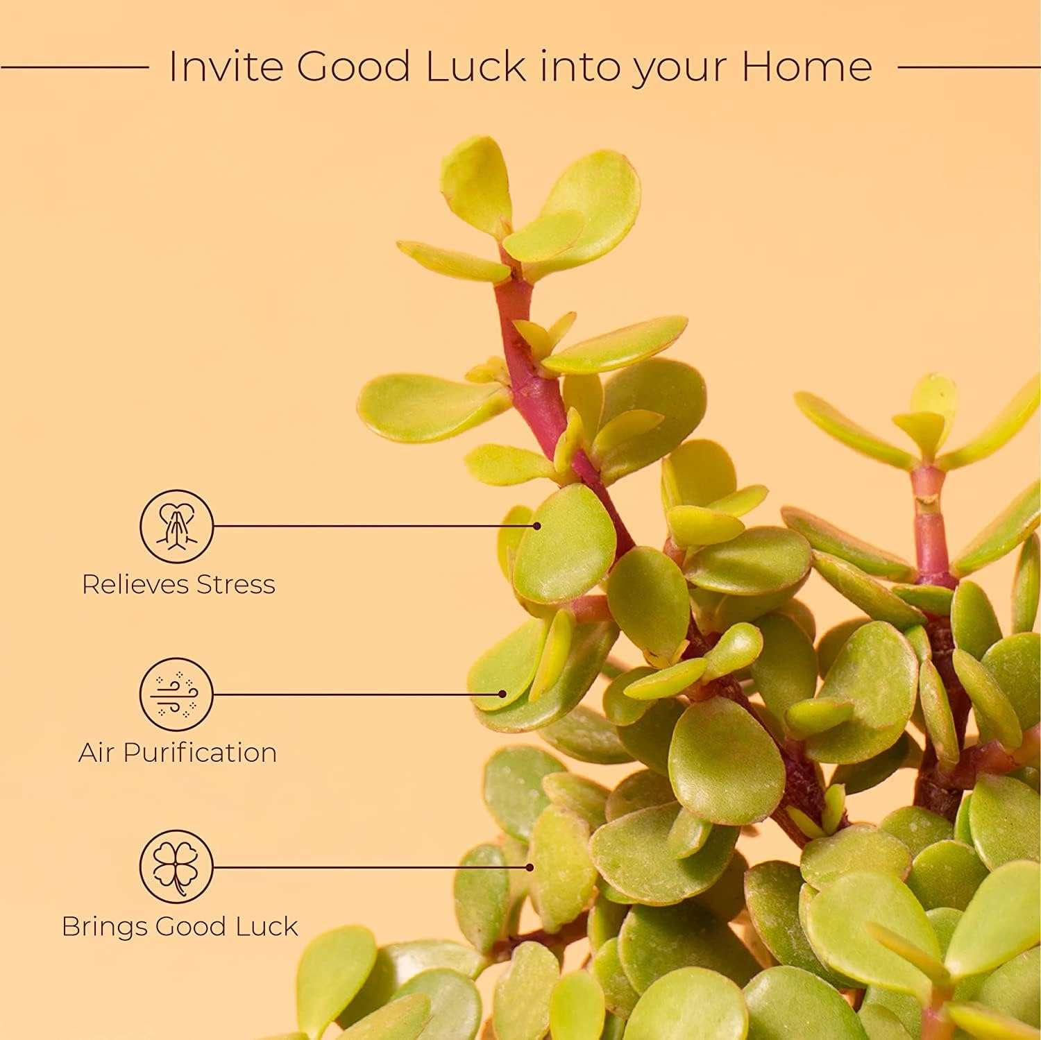 KYARI Jade Plant & Green Money Combo of 2 Indoor Plants for Living Room | Live Plants | Plants for Home Decor | Plants with Cream Pot for Home Air purifier plants | Live Plants 6