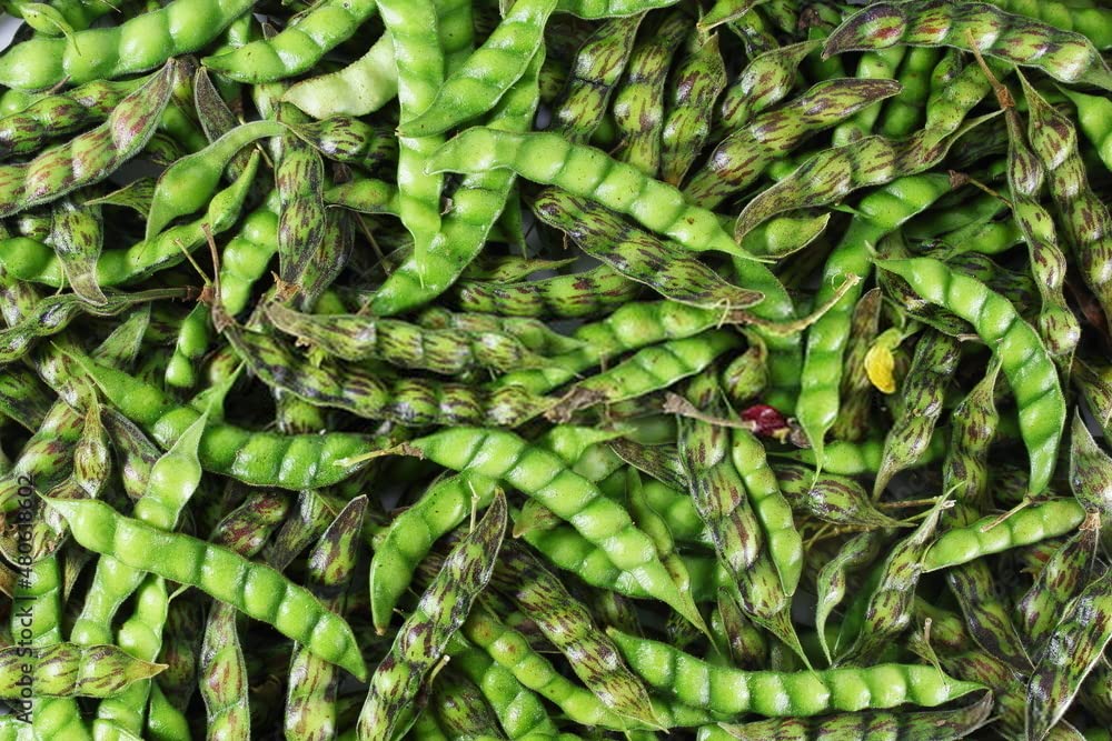 Vegetable Seeds | Pigeon Pea | Home | Farming | Garden | Kitchen | Hybrid | Planting | Terrace | Balcony | Eating | Guandules | Tur Fali | Tuver Sing | Tuvar Beans - 25 Gram : 173 Seed 4