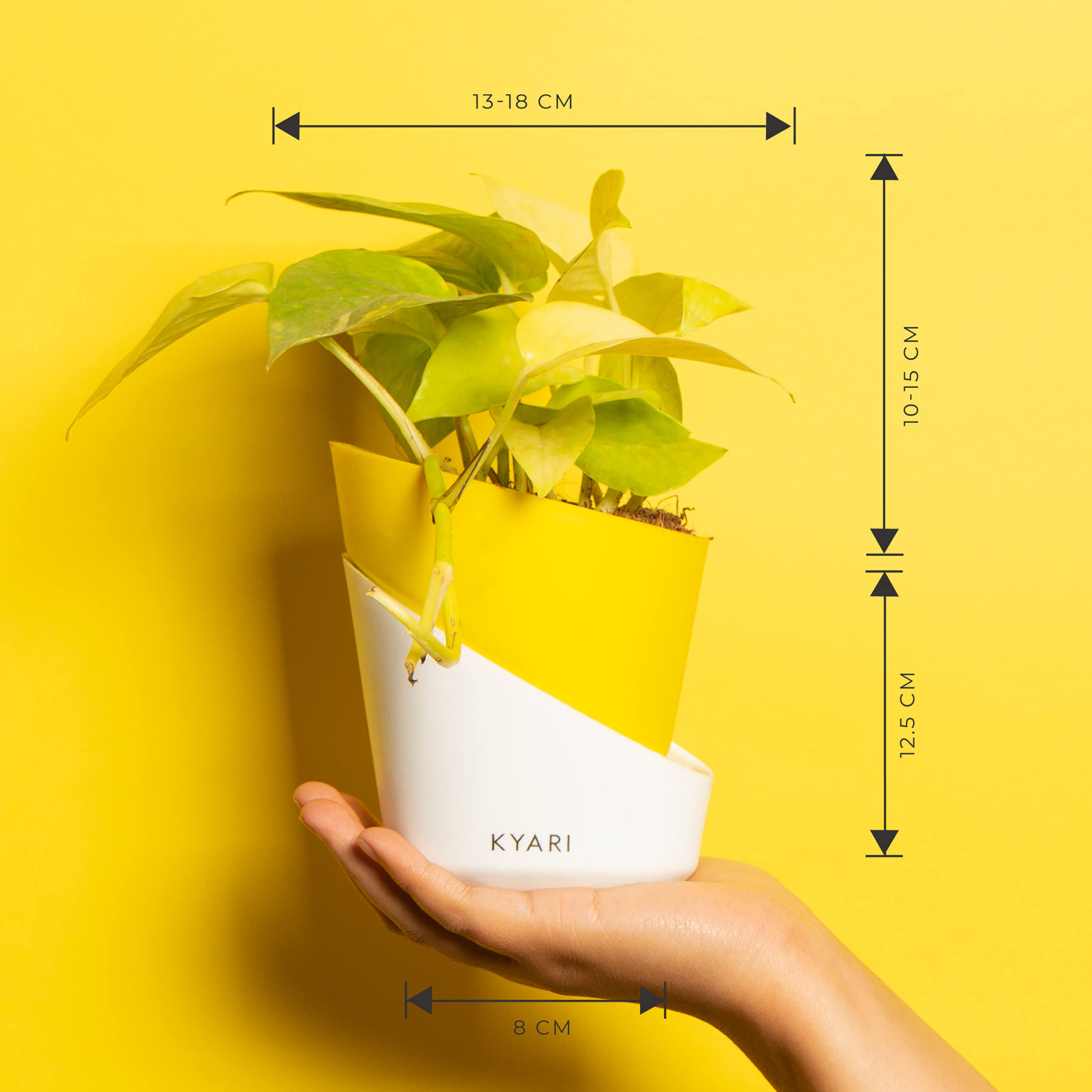 KYARI Golden Money Indoor Plants for Living Room | Live Plants | Plants with Lemon Yellow Self Watering Pot for Home | Air purifier plants | Plants for Home Decor | Plants for Garden & bedroom 6