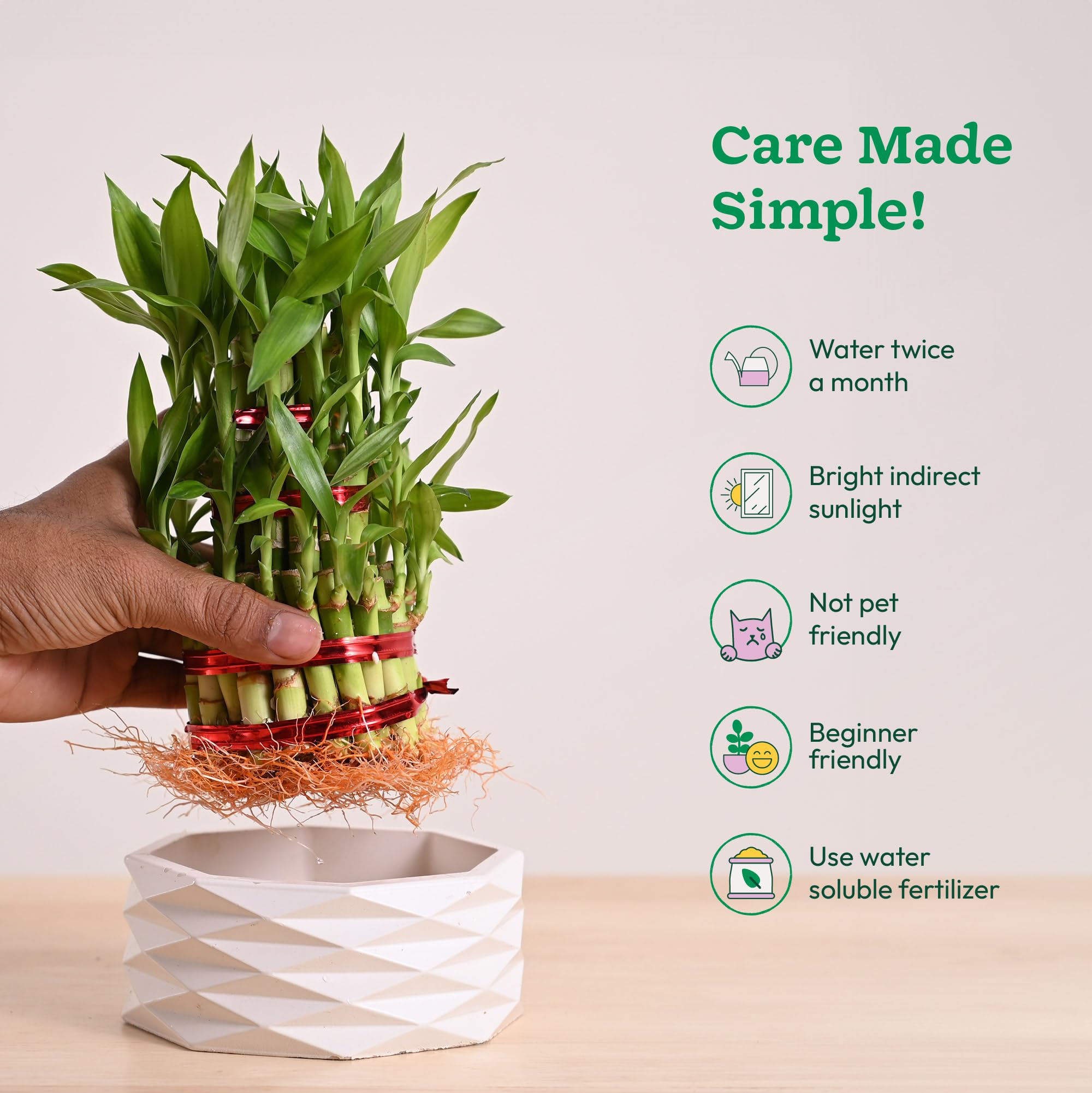 UGAOO Lucky Bamboo 3 Layer Plant with Criss Premium Ceramic Planter 4