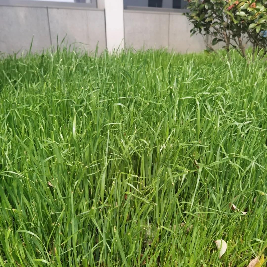 1000 Zoysia Grass Seed for Planting, Non-GMO Heirloom for Home Garden Outdoor 5