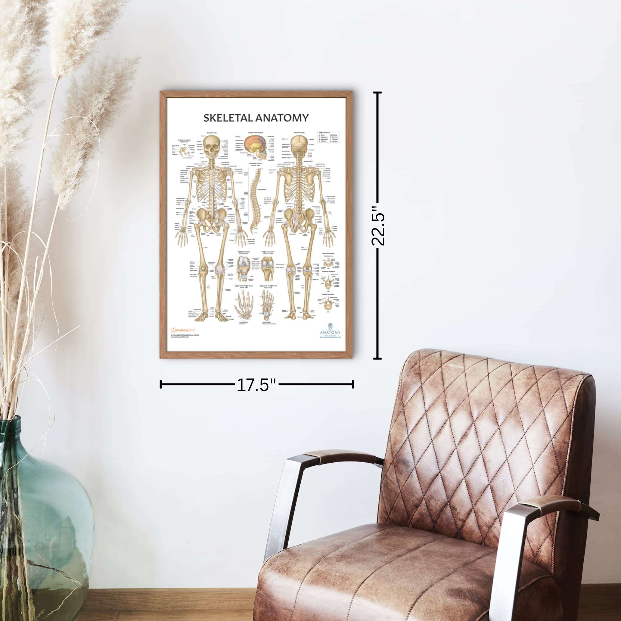 Axis Scientific Human Skeleton Model for Anatomy Bundle, 5' 6" Life Size Skeletal System, 206 Bones, Interactive Replica + Anatomy Lab Skeletal System Anatomical Poster - Laminated - 17.3" x 22.5" 5