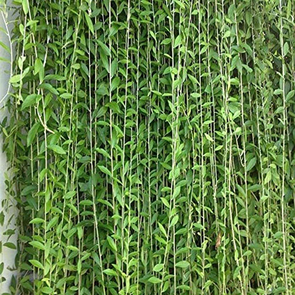 OhhSome Curtain Creeper Parda Vel Vernonia Elaegnifolia Live Plant Outdoor Balcony (Healthy Plant) 1