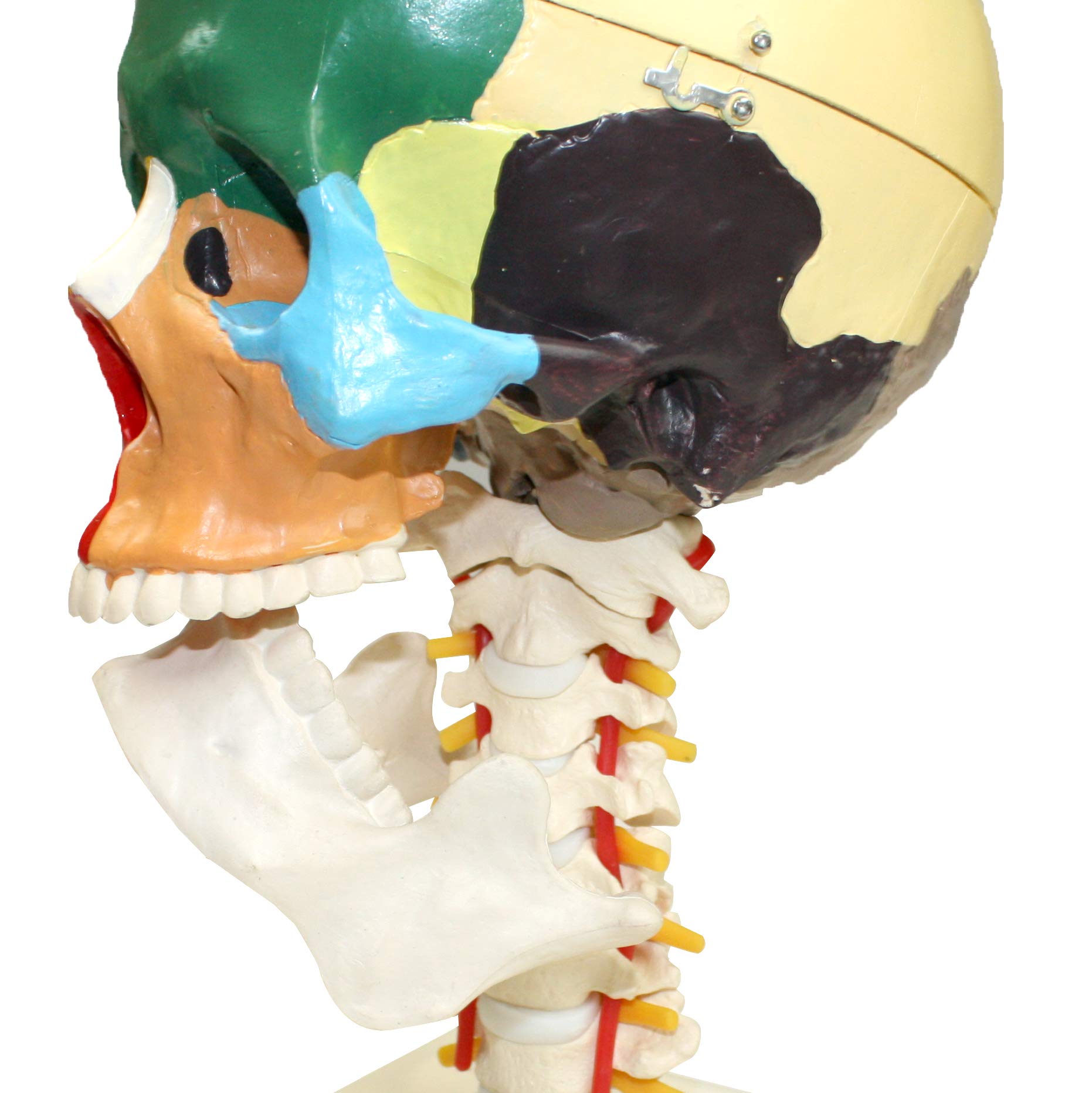Jackson Global JS00049 Colored Human Skull with Cervical Spine | Removable Skull Cap | 12 Colored Human Skull 6
