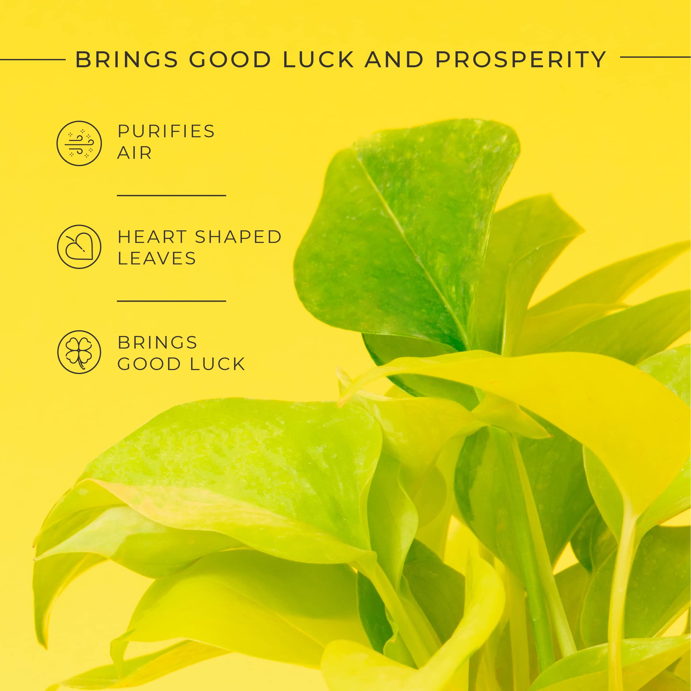 KYARI Golden Money Indoor Plants for Living Room | Live Plants | Plants with Lemon Yellow Self Watering Pot for Home | Air purifier plants | Plants for Home Decor | Plants for Garden & bedroom 4