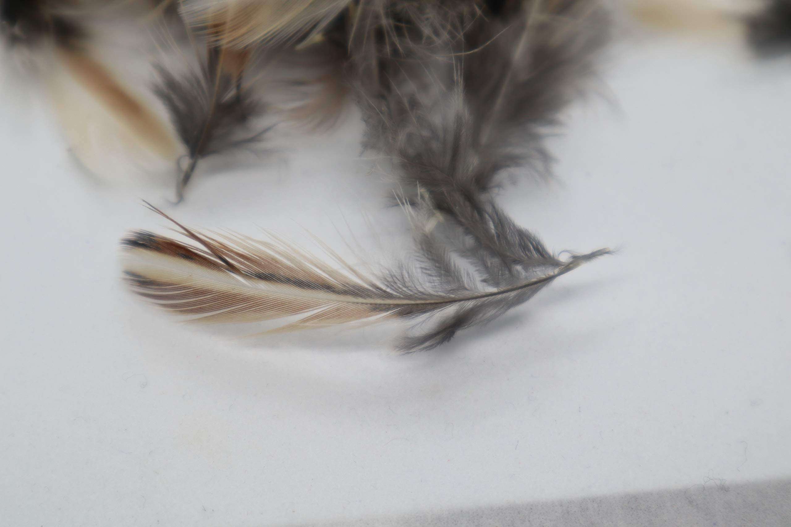 Rooster Feathers for Fly-Fishing or Crafts from Quail 1