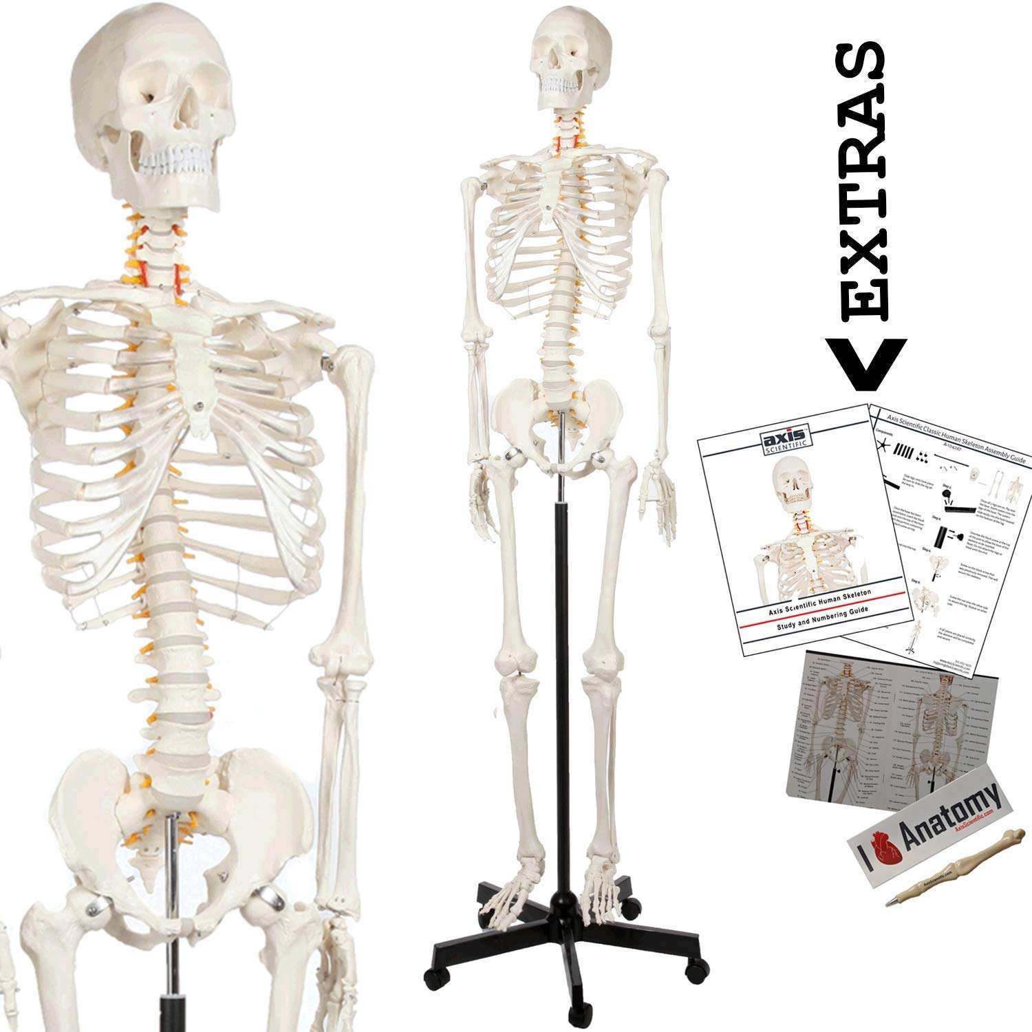 Axis Scientific Human Skeleton Model for Anatomy Bundle, 5' 6" Life Size Skeletal System, 206 Bones, Interactive Replica + Anatomy Lab Skeletal System Anatomical Poster - Laminated - 17.3" x 22.5" 2