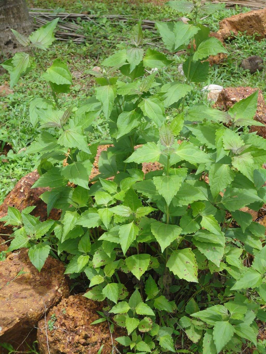 Creative Farmer Communist Pacha (Chromolaena Odorata) Siam Weed Out Door Plants Medicinal (Healthy Live Plant) 3