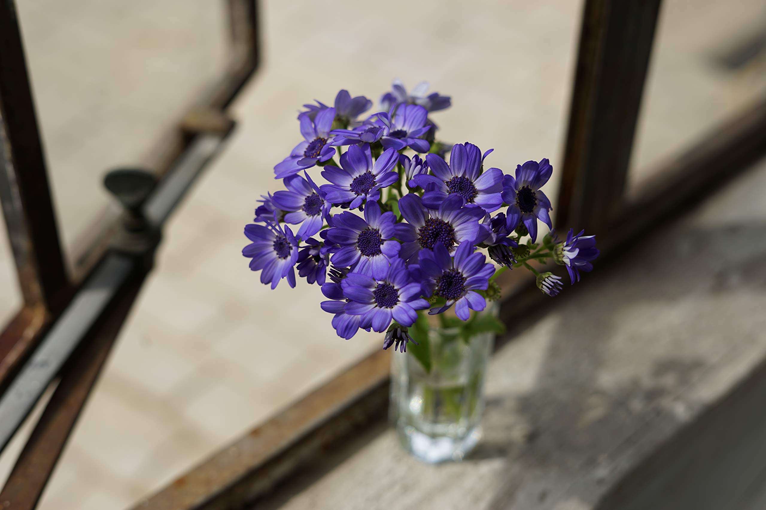 Sony - FE 50mm F1.8 Standard Lens (SEL50F18F/2) 5