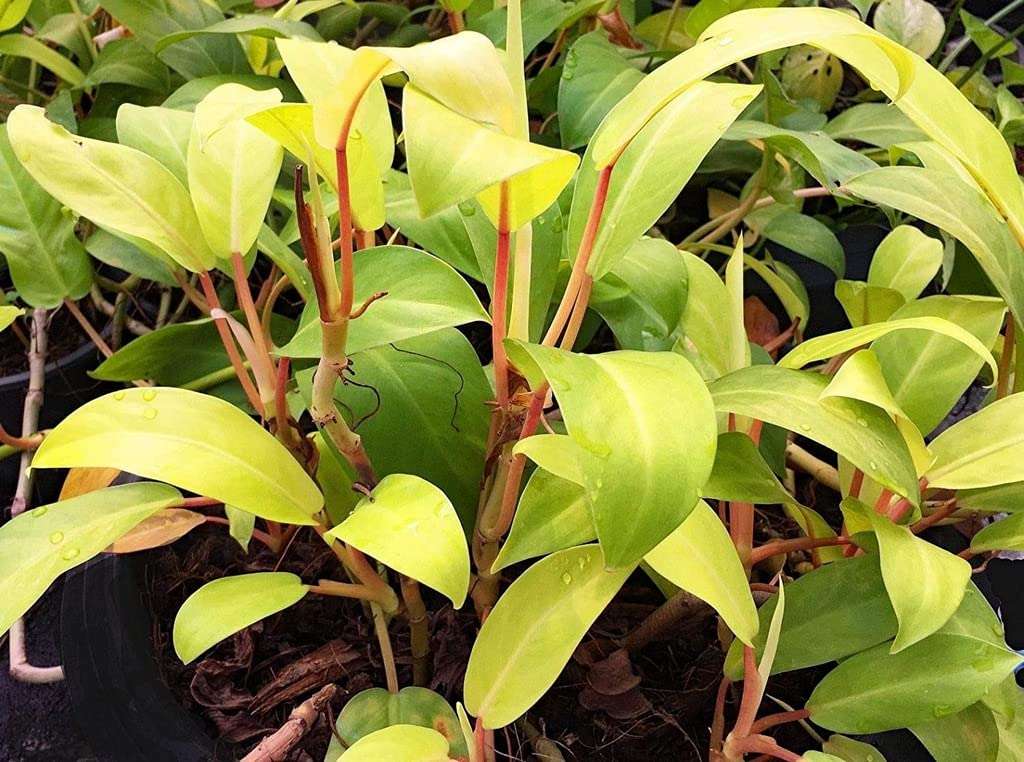 OhhSome Indoor Plant Office Ceylon Golden Philodendron Live Plants (Healthy Plant) 5