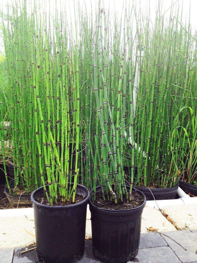 Green Paradise Water Bamboo Equisetum Live Healthy water Plant With Beautiful Pot 6