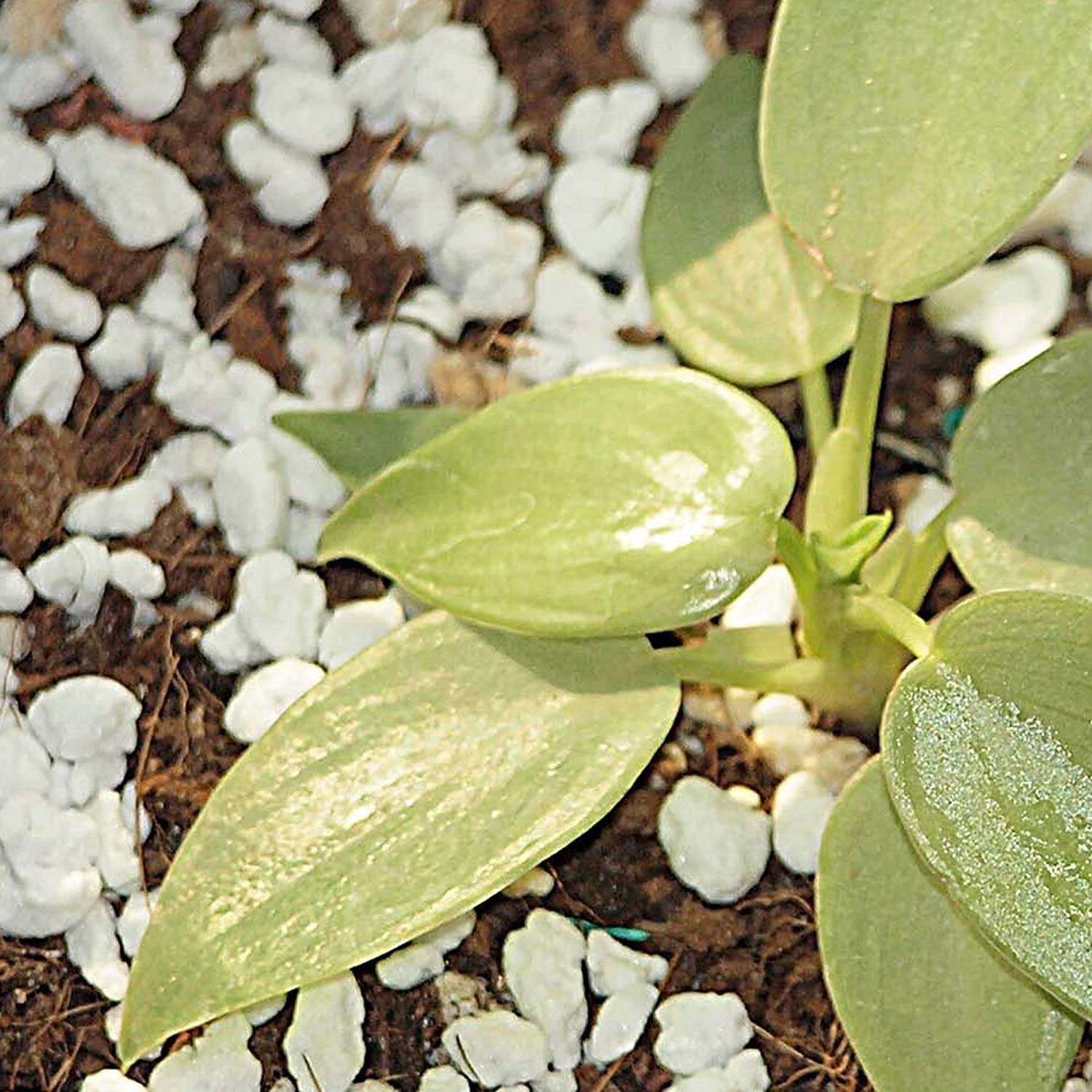 Seedlings India Exotic Rare Plants Perlite for Gardening Hydroponics Medium Horticultural Potting Soil 1 LTR 3