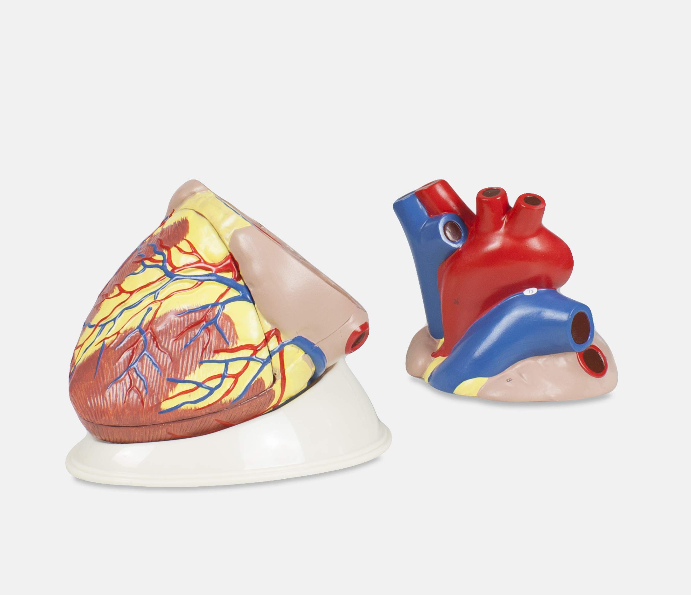 Vision Scientific VSA471 Jumbo Human Heart Model | 3 Parts, 5X Natural Size | Shows External and Internal Anatomy Detail with Ventricles, Atria, Valves, Veins, and Aorta | Labelled Diagram Included 5