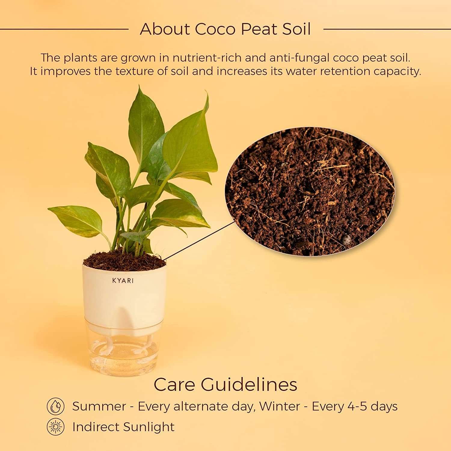 KYARI Jade Plant & Green Money Combo of 2 Indoor Plants for Living Room | Live Plants | Plants for Home Decor | Plants with Cream Pot for Home Air purifier plants | Live Plants 3