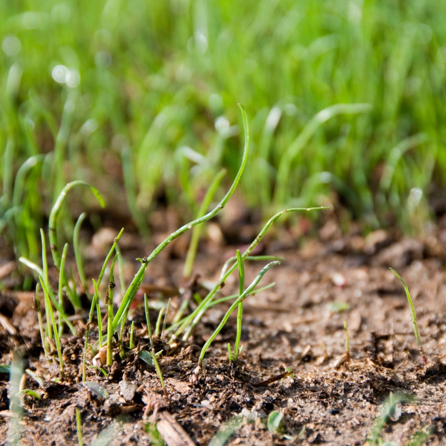 Rye Grass Annual Field Seed by Evergreen Farm and Garden (6 Lb Jug) 4
