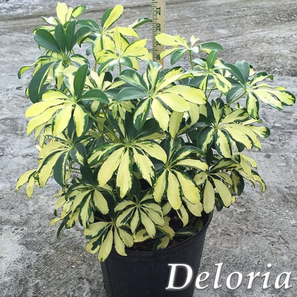 Delorea live Sheffera plant, Beautiful indoor plant for glowing decor look around garden and indoor 4