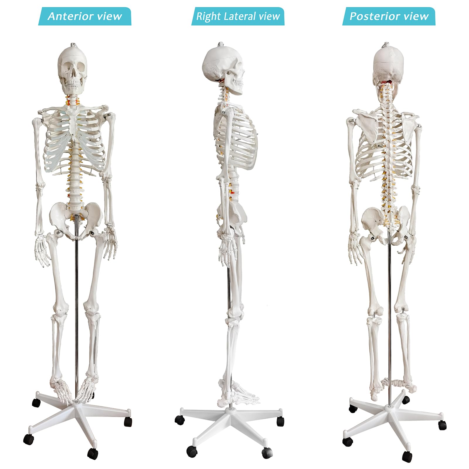 HADWYN Life Size Human Skeleton Model for Anatomy- Medical Human Skeleton Model with Nervous System 70.8 in with Rolling Stand for Medical Study and Display 3 Posters 4
