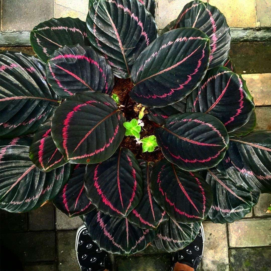 Pedpoudhe Calathea Dottie 5