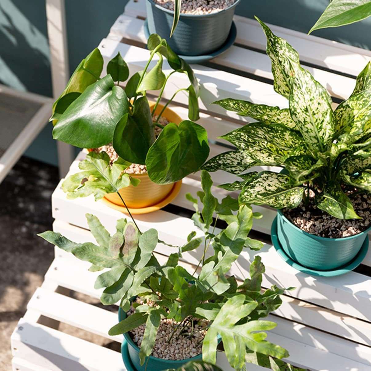 INKULTURE Plastic Round Flower Pots with Tray for Home Planters, Terrace, Garden Etc | Pack of 05 | Multicolor | Size 8 Inch | for Home Indoor & Outdoor Gardening Plants 3